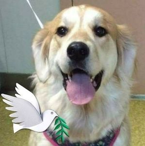 Meet your Posher, Liz